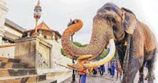 අලි ඇතුන් දෙනවාට රජයෙන් බාධාවක් නෑ