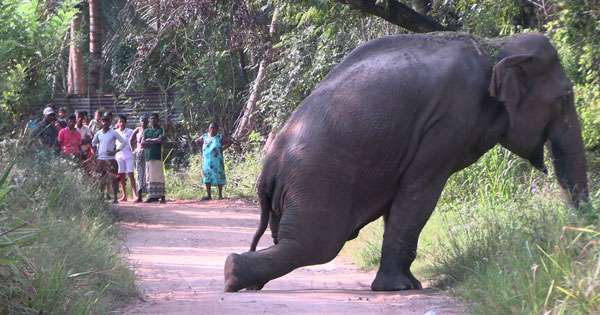 දුම්රියේ ගැටුණු අලියා අලි අමාරුවක