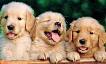 අපට නෑකම් කියන බලු සුරතල්ලු