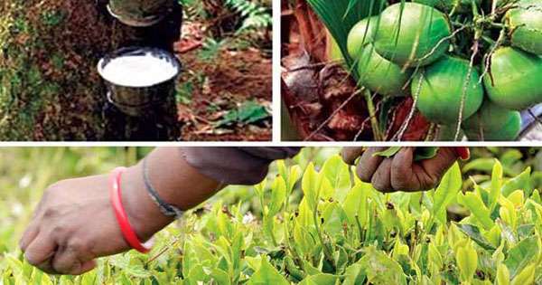 දිට්වා හානි කළ තේ-පොල්-රබර් යළි වවන්න ආණ්ඩුවෙන් සල්ලි