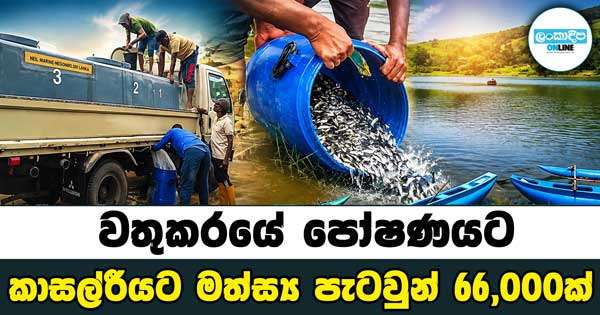 වතුකරයේ පෝෂණයට කාසල්රි ජලාශයට මත්ස්‍ය පැටවුන් 66,000ක්