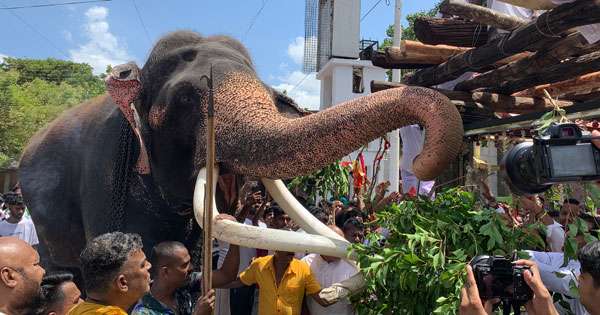 කතරගම අතු පන්දලම චාරිත්‍රය ඉටු කරයි