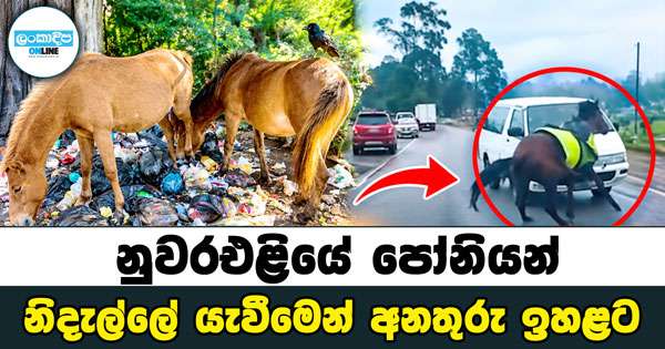 නුවරඑළියේ පෝනියන් නිදැල්ලේ යැවීමෙන් අනතුරු ඉහළට
