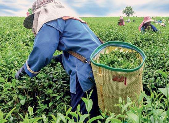 නොවැම්බරයේදී තේ අපනයනය කිලෝ ලක්ෂ 7 කින් පහළට