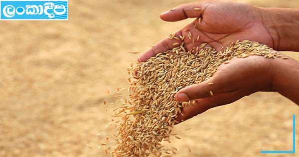 යල කන්නයේ වී මිලදී ගැනීම් මෙට්‍රික් ටොන් 19,500 ඉක්මවයි
