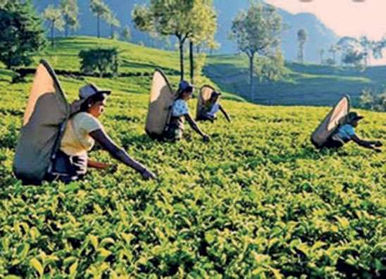 ජූලි මාසයේ තේ අපනයනය කිලෝ මිලියන 3.63 කින් පහළට