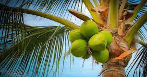 වැනසුණු පොල් ගස් වලට වන්දි දෙන්න දත්ත හොයයි