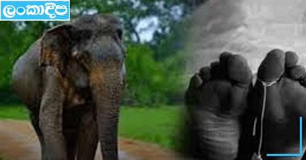 වන අලි පහරින් තරුණියක් මරුට