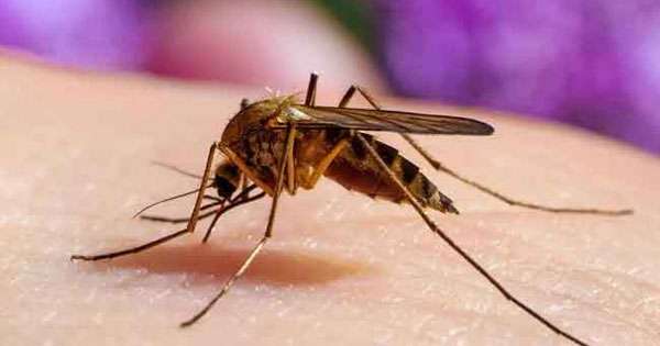 ගිය අවුරුද්දේදී බරවා රෝගීන් 68ක් හමුවෙලා