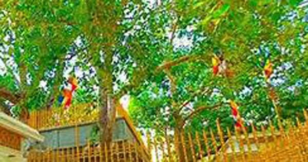 අලුත් සහල් මංගල්‍ය බ්‍රහස්පතින්දා