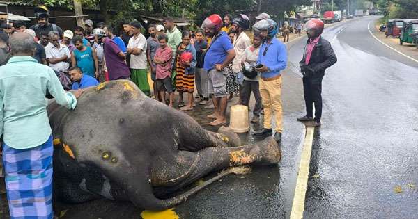ටිපර් මාරයා වරකාගොඩ ඇතා ඔප්පල කරලා