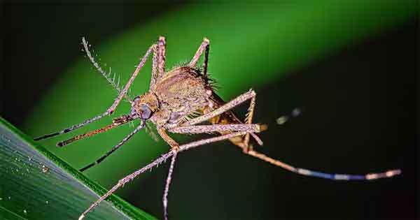 ඇමෙරිකාවේ මදුරු පාලනයට වොල්බැකියා