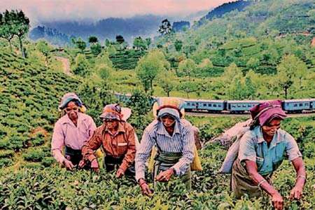 2025 වසරේදී තේ නිෂ්පාදනයේ සියයට 0.54ක වර්ධනයක්