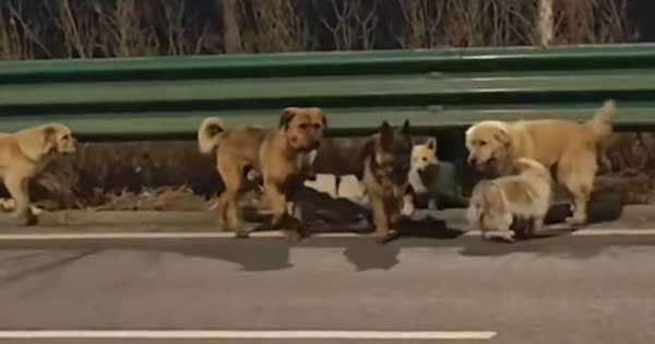 ලොව සංවේදී කළ බලු රංචුව