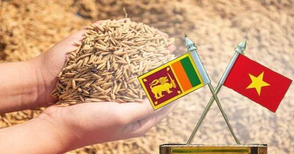 ලොකු අස්වැන්නක් දෙන වී හදන්න වියට්නාමය එක්ක ගිවිසුමක්