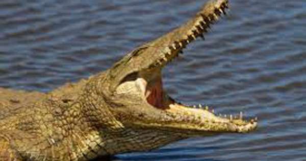 කිඹුලන්ගෙන් ප්‍රවේසම් වන්න