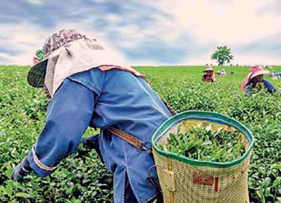 ජනවාරියේදී තේ කිලෝවක අලෙවි වටිනාකම පහළ ගිහින්