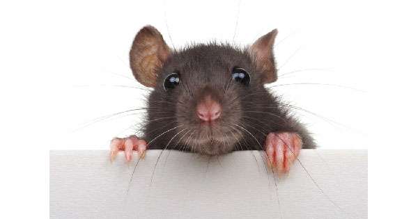 රට පුරා මී උණ වැඩිවෙලා