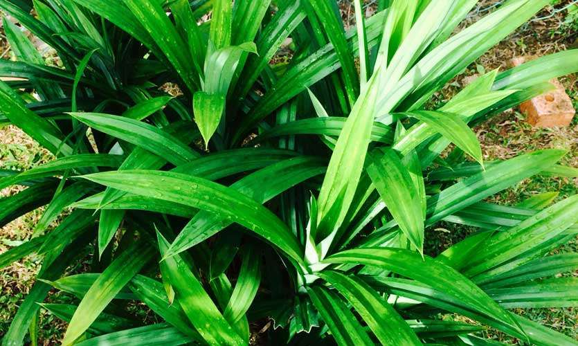 Life Online - Sri Lanka's Latest lifestyle Updates.