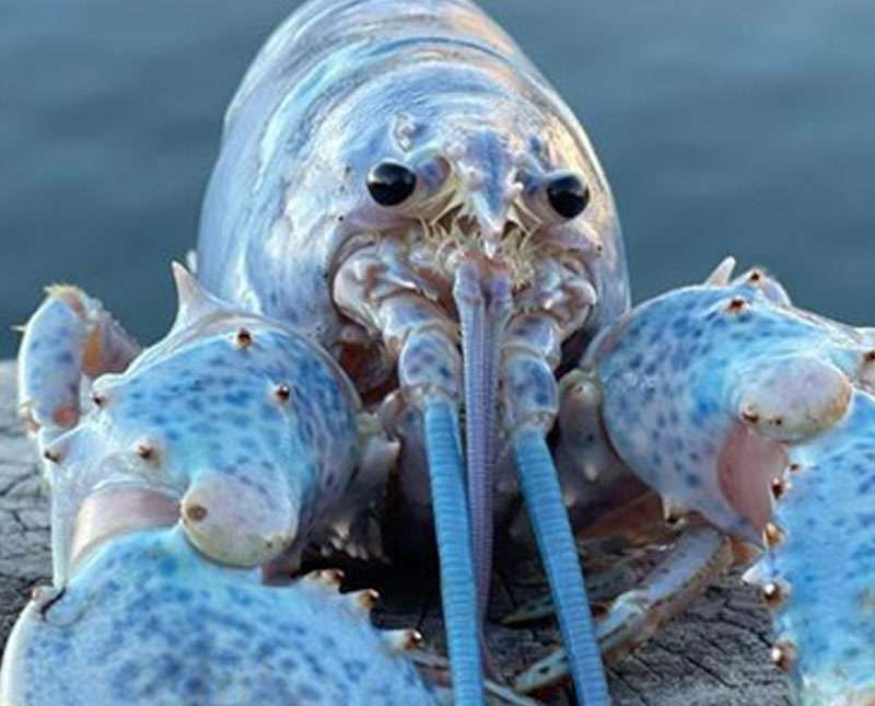 අමරණීය පොකිරිස්සා මැරෙන්නේ කොහොමද?