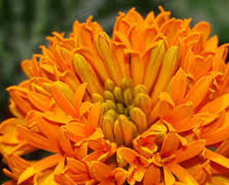 දාස්පෙතියා වලින් රුව ඔප්නංවා ගමු....