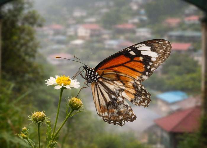 නෙකා නගරයේ පියාපත් සිඳුණු සමනලිය