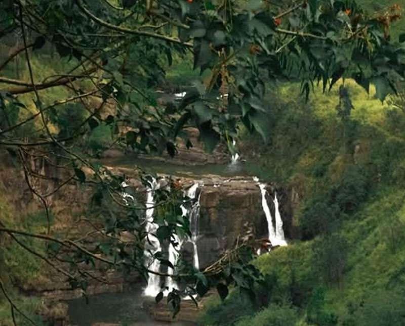 හරිත නිම්නයක හිනැහෙන පුංචි නයගරා
