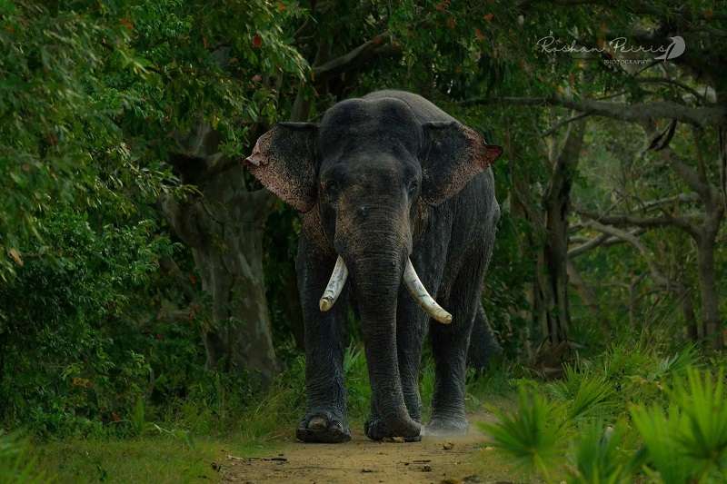 දළ තිබිම වරදක්ද ? අග්බෝ වගේම අන් අලි ඇත් සම්පතත් රැකගනිමු