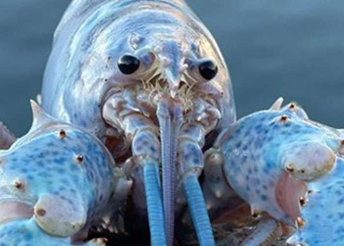 අමරණීය පොකිරිස්සා මැරෙන්නේ කොහොමද?