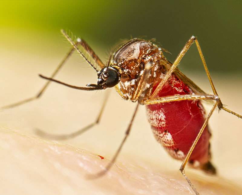 චිකන්ගුණ්‍යා රෝගය සුව වී ප්‍රතිශක්තිය නංවන ආහාර රටාව...