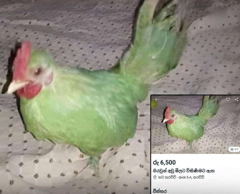 කිකිළියකගේ සිරුරේ කොළ පැහැ වර්ණ ගන්වා ’’දුර්ලභ ගිරවෙකු’’ ලෙස විකිණීමට තැත් කළ අමුතු පුවතක්