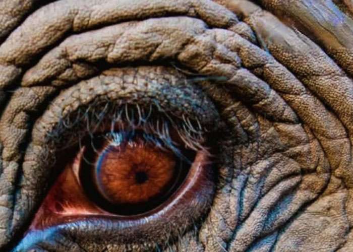 ඔවුන් සියල්ල මතක තබා ගන්නා ඒ ඇස්