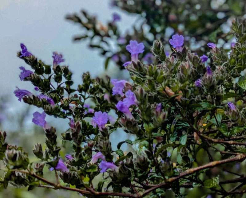 අවුරුදු 12කින් හෝර්ටන්තැන්නට ආ නෙළු