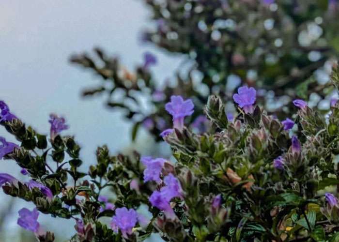 අවුරුදු 12කින් හෝර්ටන්තැන්නට ආ නෙළු