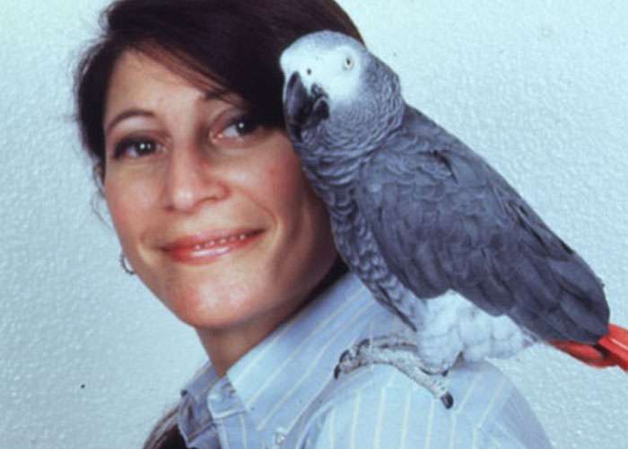 සත්තුන්ගේ බුද්ධිය ගැන ලෝකයම දරපු මතය වෙනස් කරපු අපූරු ගිරවෙක් තමයි ’’ඇලෙක්ස්’’