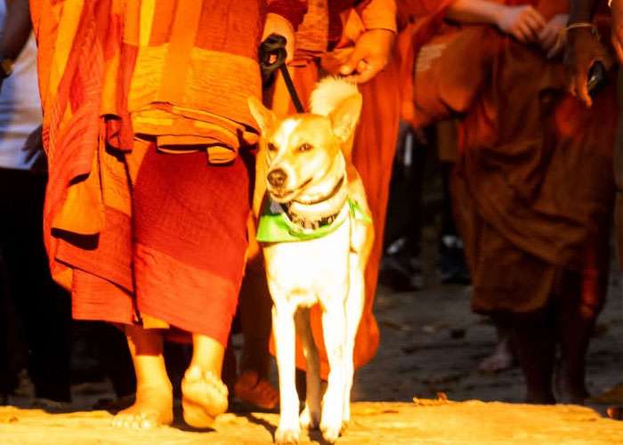 දැනෙන වේදනාව වැඩි වුණත් ගමන අත් නොහරින ආලෝකා