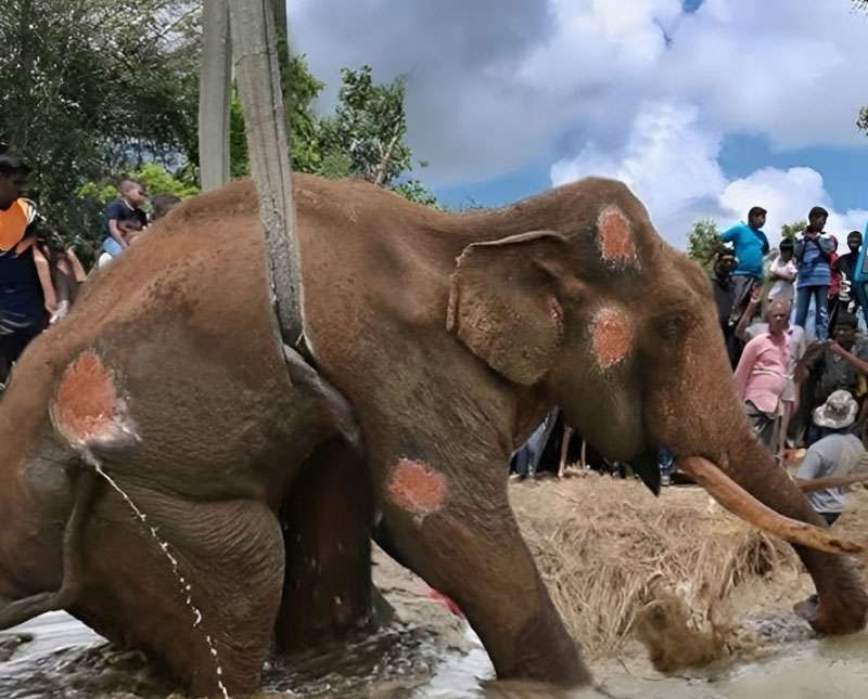 භාතිය අවසන් සුසුම් හෙළයි...
