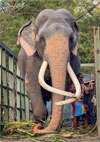 කිසිම දේකට කලබල නැති වාසනා කතරගමින් නුවරට