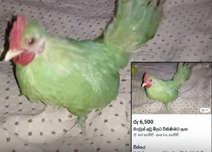 කිකිළියකගේ සිරුරේ කොළ පැහැ වර්ණ ගන්වා ’’දුර්ලභ ගිරවෙකු’’ ලෙස විකිණීමට තැත් කළ අමුතු පුවතක්
