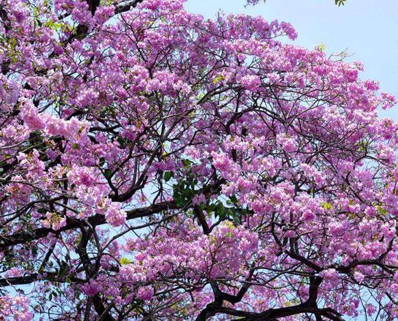 ලංකාව ම හැඩ කරන කවුද මේ රොබරෝසියා?