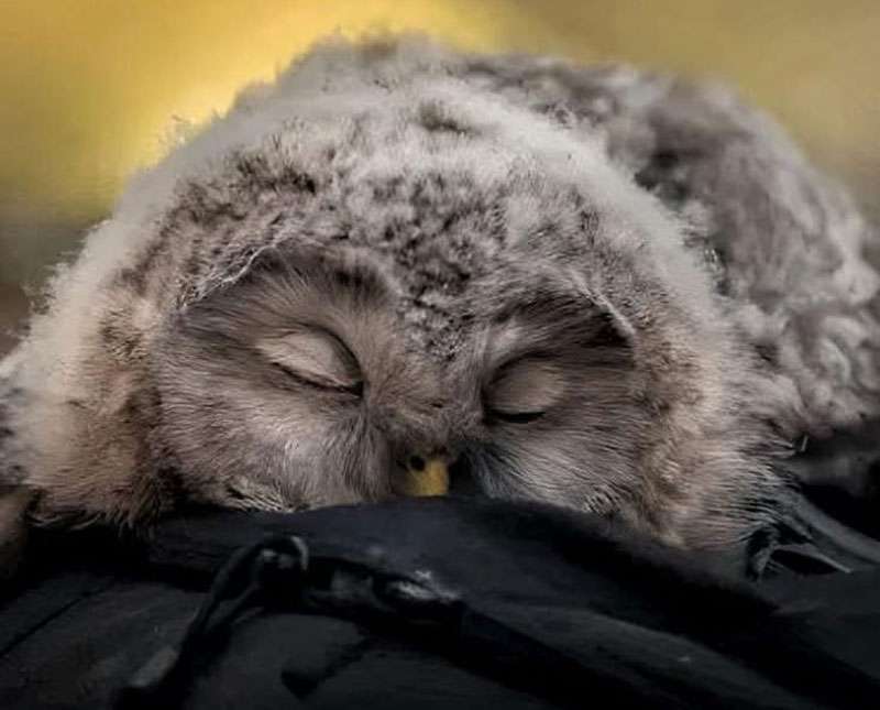 ඔයා දන්නවාද බකමූණු බබෙක් නිදා ගන්න විදිහ