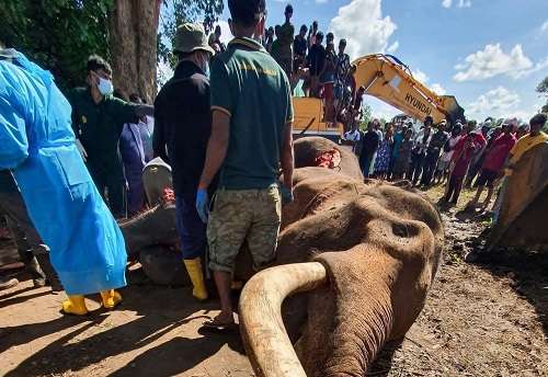 වන අලියෙකු මියගිය පසු දළ සහිත හිස වෙන් කරන්නේ ඇයි?