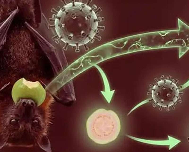 මාරාන්තික නිපා වෛරසය ඉන්දියාවේ පැතිරේ