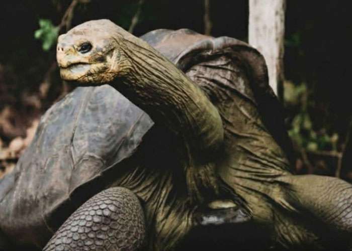 ගැලපගෝස් දූපත්වල උපත ලැබූ gramma