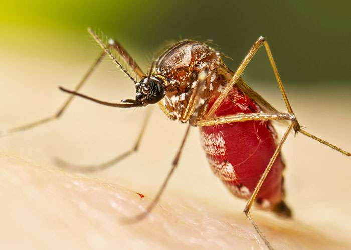 චිකන්ගුණ්‍යා රෝගය සුව වී ප්‍රතිශක්තිය නංවන ආහාර රටාව...