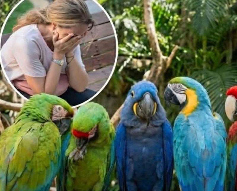 නරඹන්නන්ට අපහාස කරමින් නොනවත්වා සිනාසුණු ගිරවුන් පස්දෙනෙකු වෙන් කෙරේ