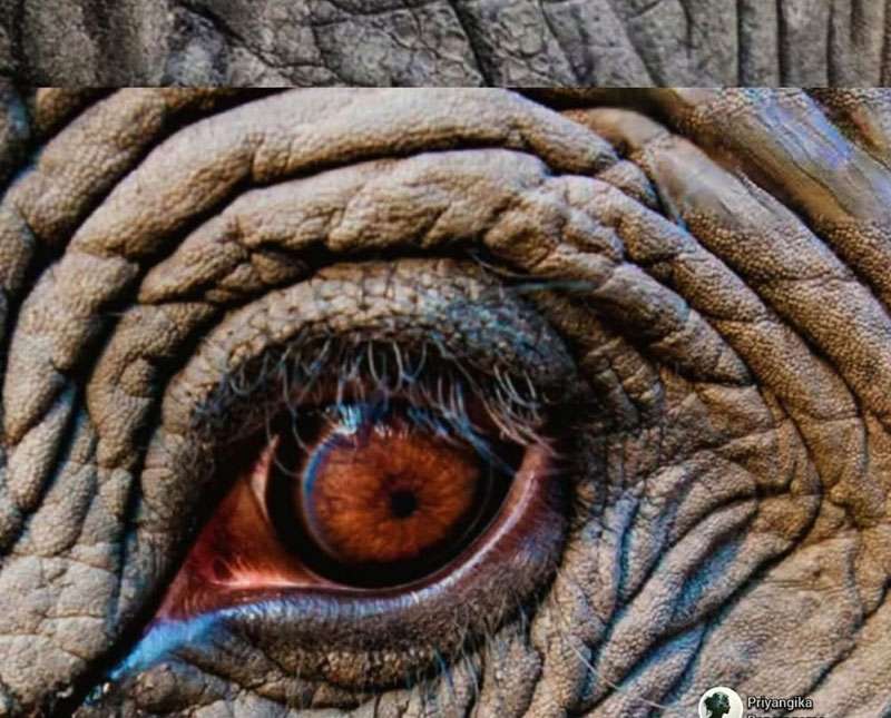 ඔවුන් සියල්ල මතක තබා ගන්නා ඒ ඇස්