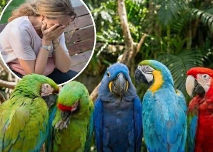 නරඹන්නන්ට අපහාස කරමින් නොනවත්වා සිනාසුණු ගිරවුන් පස්දෙනෙකු වෙන් කෙරේ