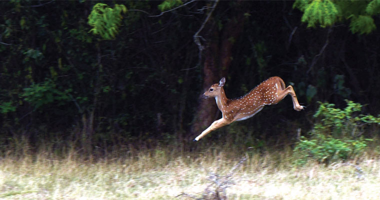 Essay about sri lanka grade 5 image