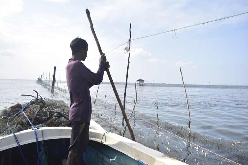 A fisherman manoeuvring his boat along the fence of a sea cucumber farm set up on what was his traditional fishing ground. Below: Sea cucumbers ready for export